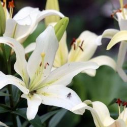 David E. Berglund, 82, of Uxbridge