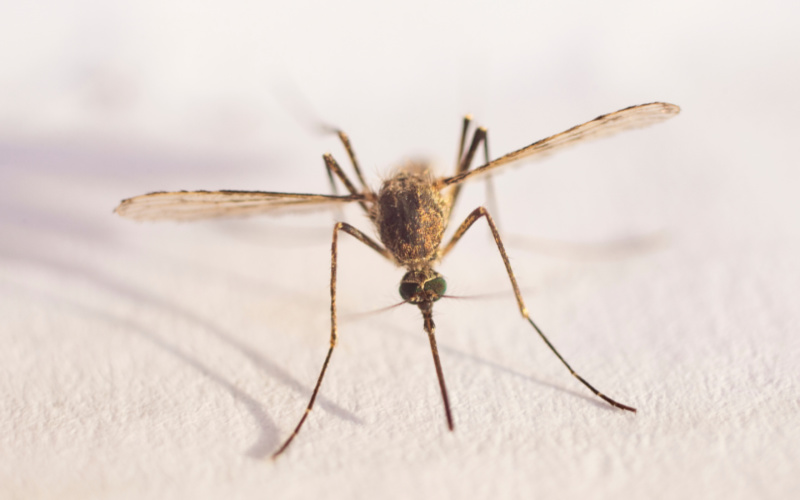 Human Case of Eastern Equine Encephalitis Reported in Worcester County