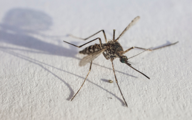 Milford Set for Mosquito Spraying Amid West Nile, EEE Concerns