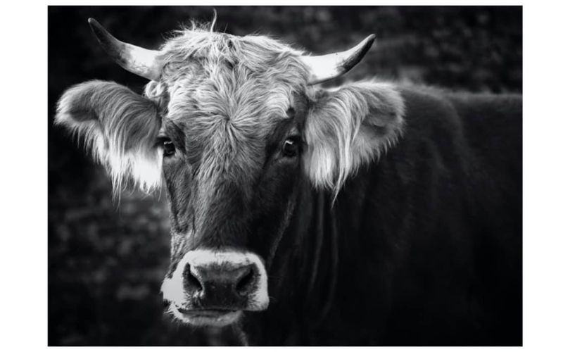 Medway Agricultural Committee Hosts Harvest Hop This Saturday