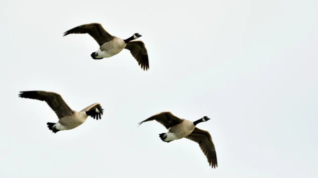 At least 7 geese dead after car strikes flock crossing New Jersey street