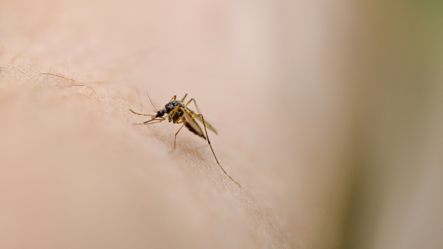 Invasive species of disease-carrying mosquito continues to spread in Northern California