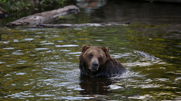 2 hikers hospitalized after encountering grizzly bear with 2 cubs on trail