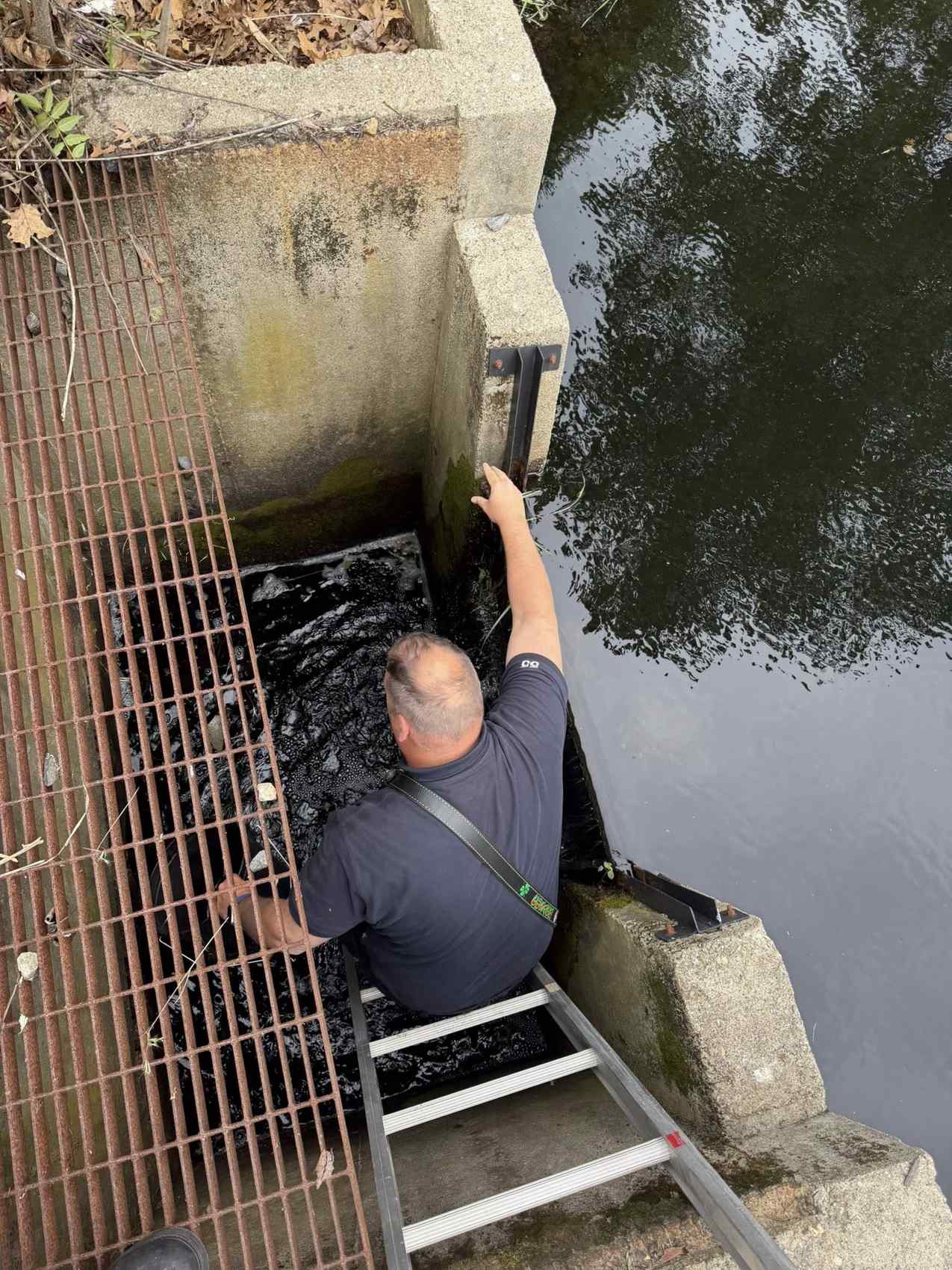 Ducklings Safely Rescued in Ashland