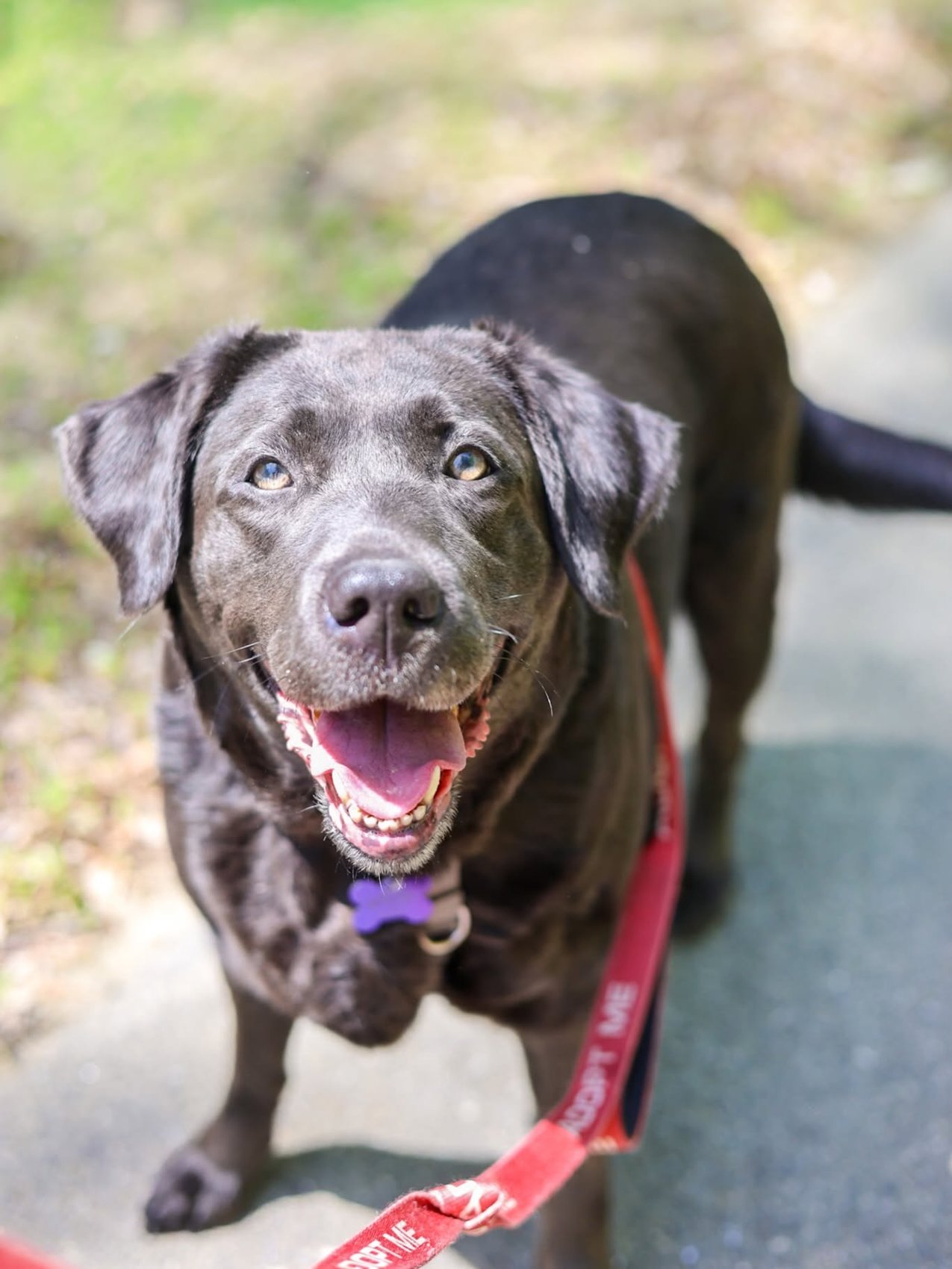 Baypath Humane Society Seeking Foster or Adopter for Sweet Lab