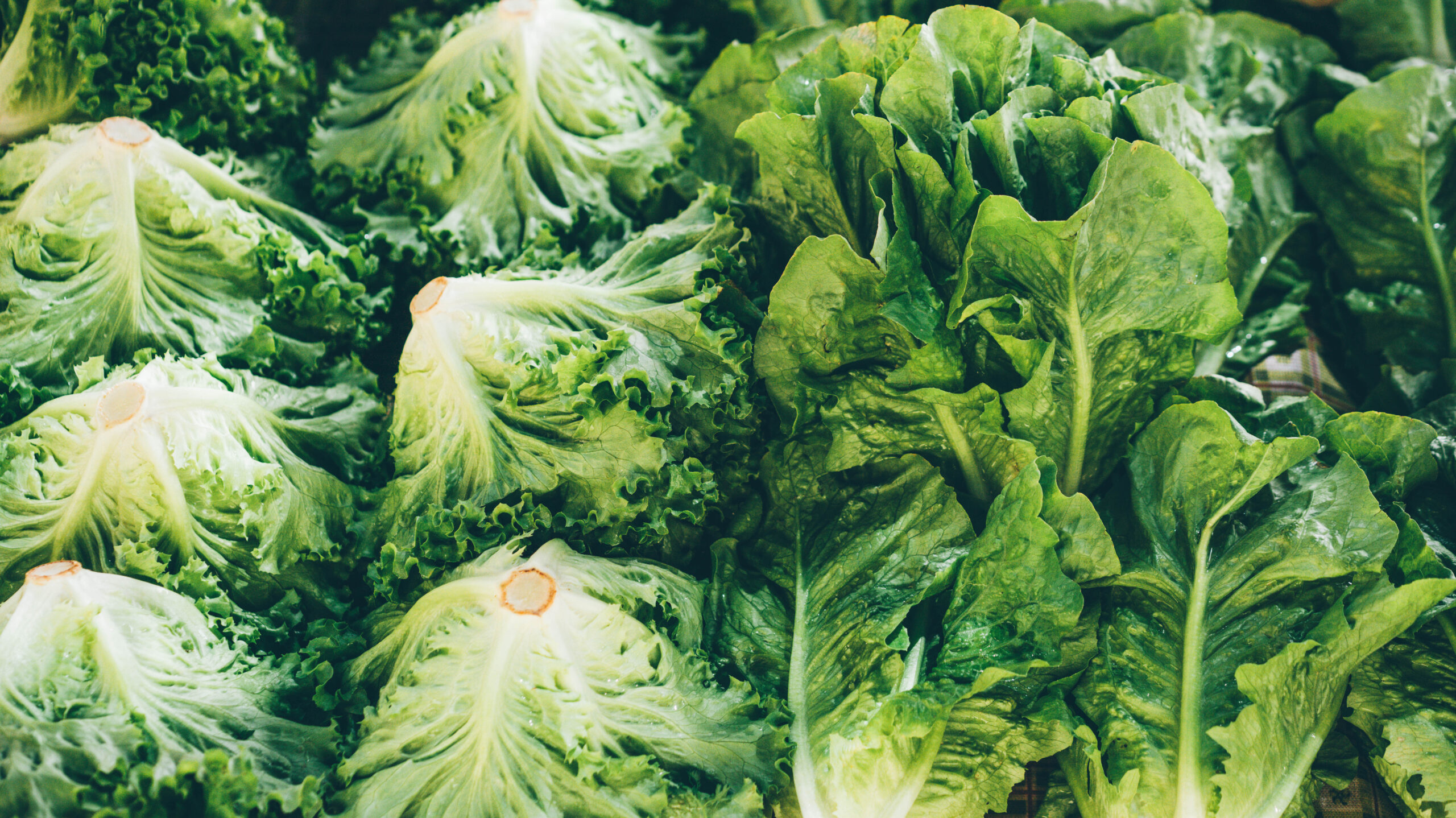 Michigan health officials say people can resume regular lettuce-eating habits as new cases of cyclosporiasis slow
