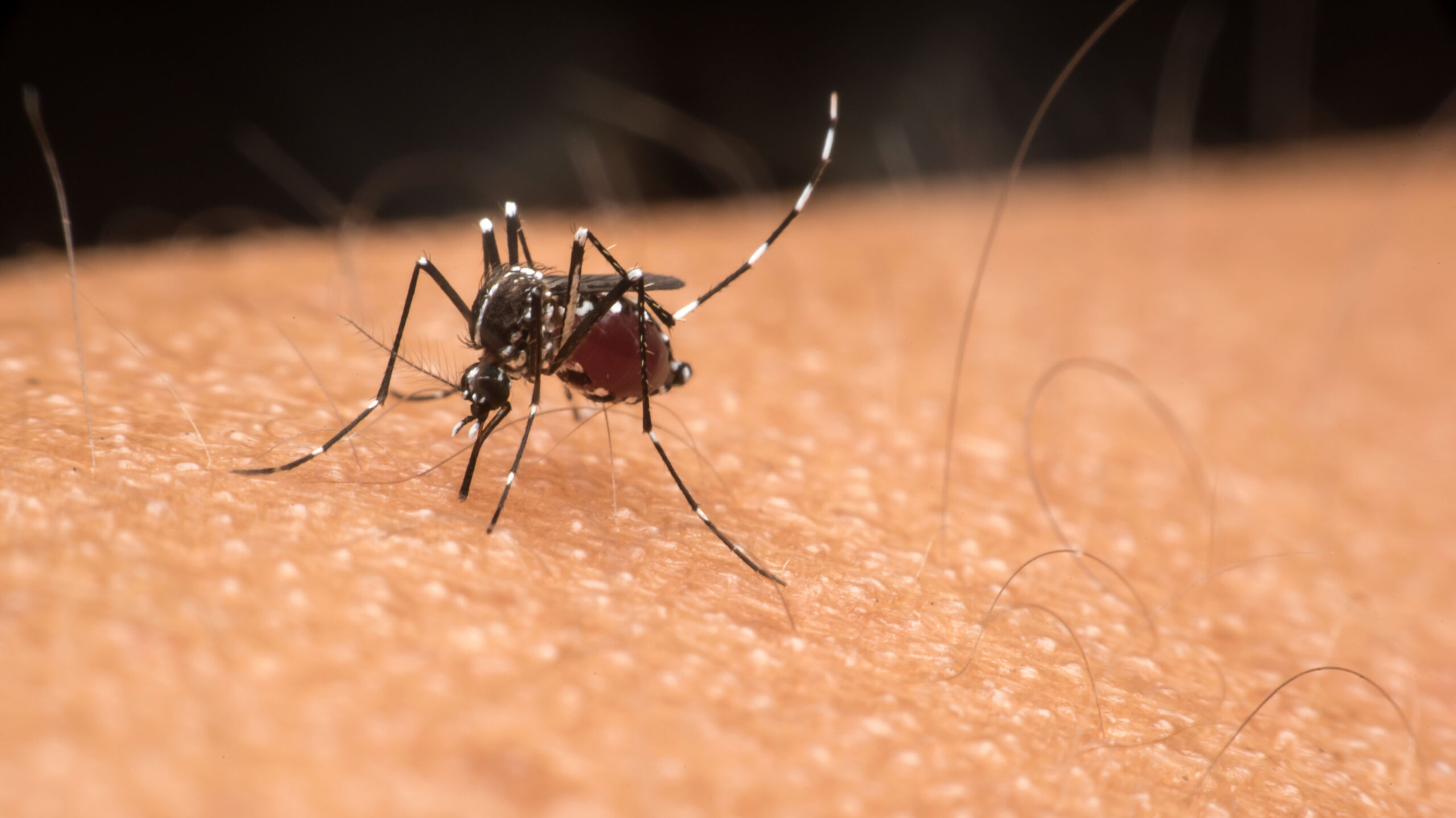 LA County sees highest number of West Nile virus cases in nearly a decade